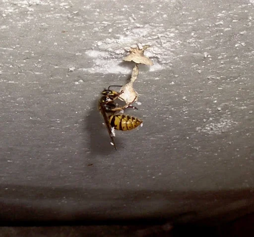 Anglo Pest Control photo 7