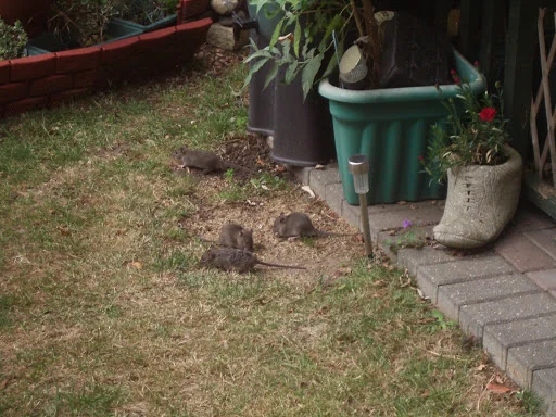 Anglo Pest Control photo 8