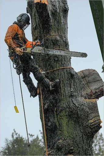 Arb Aspire Tree Care Ltd photo 1