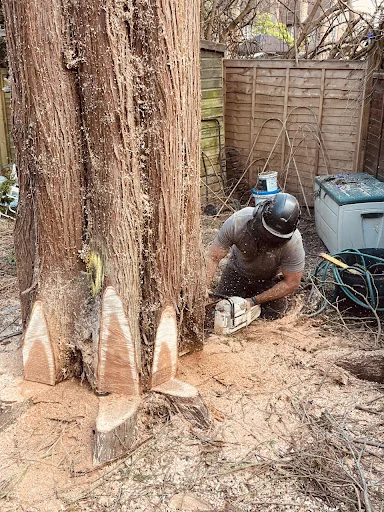 Arb Aspire Tree Care Ltd photo 2