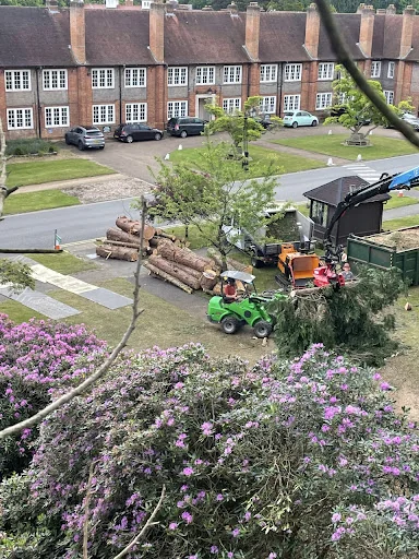 Arb Aspire Tree Care Ltd photo 3