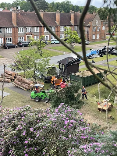 Arb Aspire Tree Care Ltd photo 4