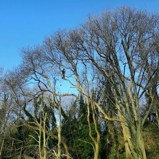 Oakden Tree Care photo 3