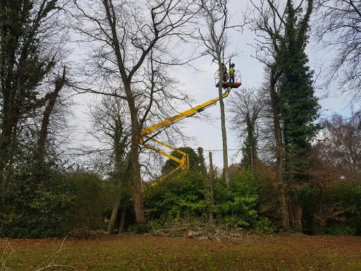 Oakden Tree Care photo 4