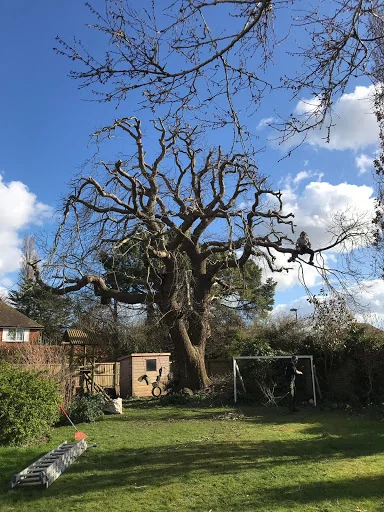 Top Branch Tree Works photo 1