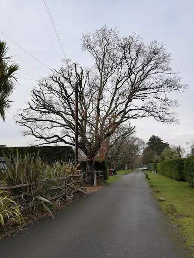 Top Branch Tree Works photo 2
