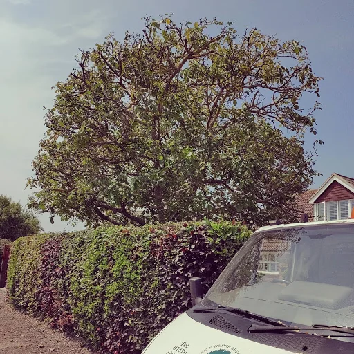 Top Branch Tree Works photo 3