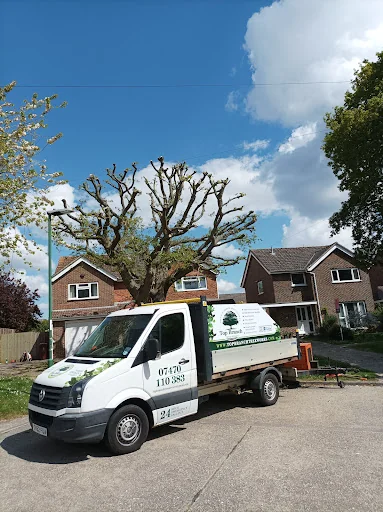 Top Branch Tree Works photo 5