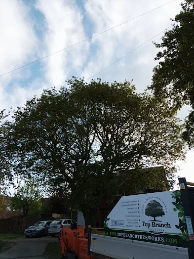 Top Branch Tree Works photo 6