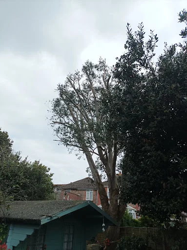 Top Branch Tree Works photo 7