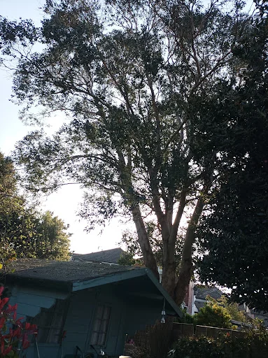 Top Branch Tree Works photo 8