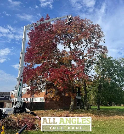 All Angles Tree Care Ltd photo 1