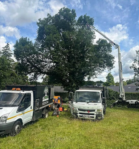 All Angles Tree Care Ltd photo 2