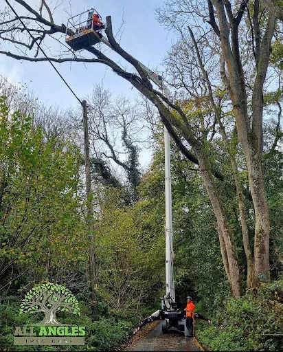All Angles Tree Care Ltd photo 3