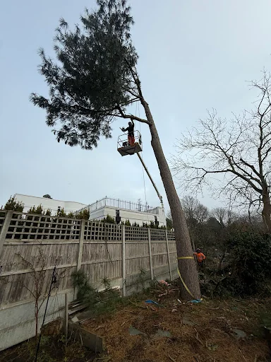 All Angles Tree Care Ltd photo 6