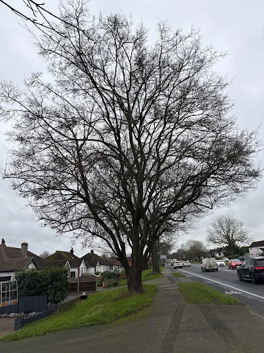 All Angles Tree Care Ltd photo 7