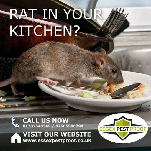 Essex Pest Proof Ltd photo 5
