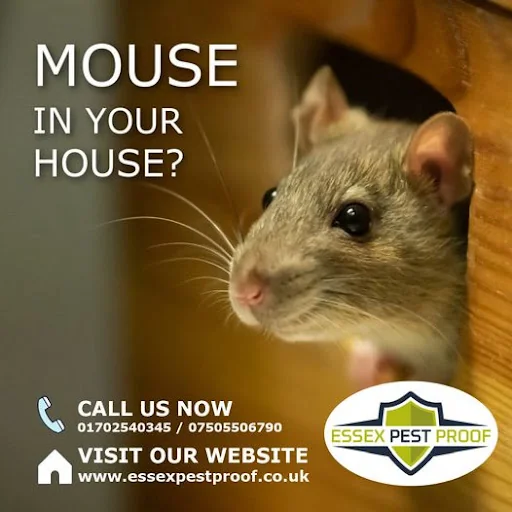 Essex Pest Proof Ltd photo 6