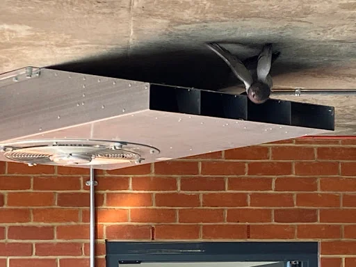 Essex Pest Proof Ltd photo 8