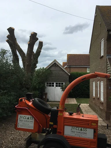 First Class Tree Surgeons photo 1