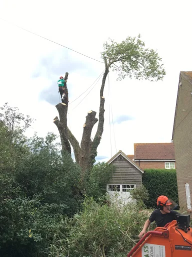 First Class Tree Surgeons photo 2