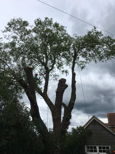 First Class Tree Surgeons photo 3