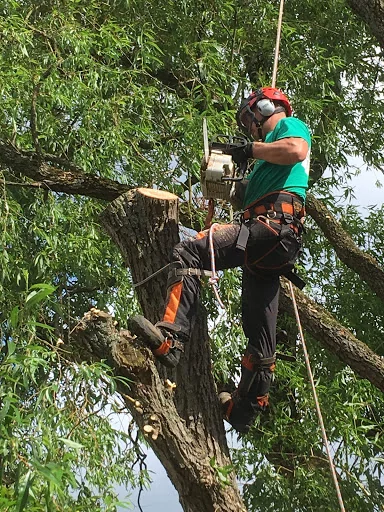 First Class Tree Surgeons photo 4