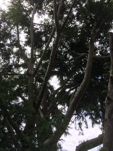 First Class Tree Surgeons photo 5