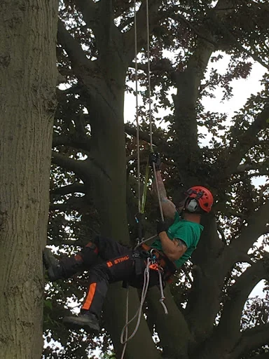 First Class Tree Surgeons photo 6