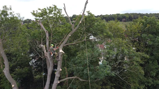 Ashsured Tree Experts photo 1
