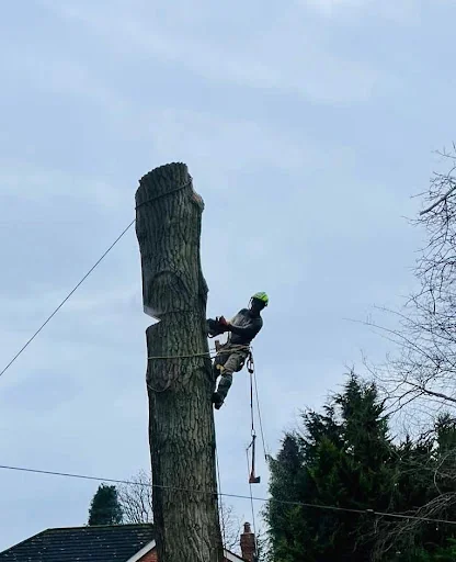 Ashsured Tree Experts photo 3