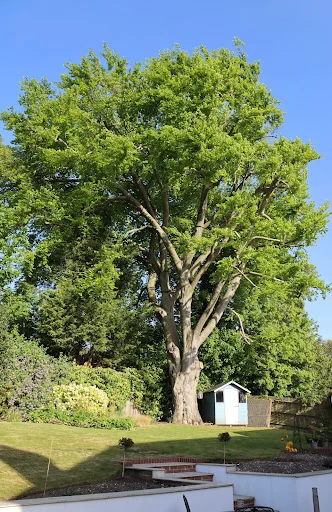 Ashsured Tree Experts photo 5