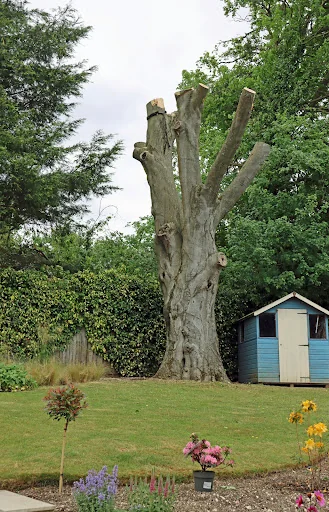 Ashsured Tree Experts photo 6