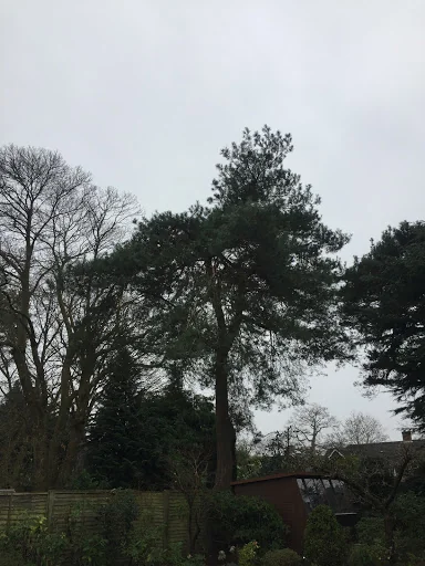 Gecko Tree Solutions photo 1