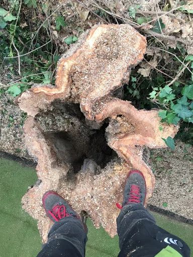 Gecko Tree Solutions photo 2