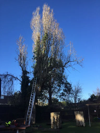 Gecko Tree Solutions photo 5