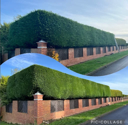 RLJ Tree Services photo 1