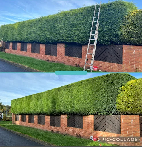 RLJ Tree Services photo 2