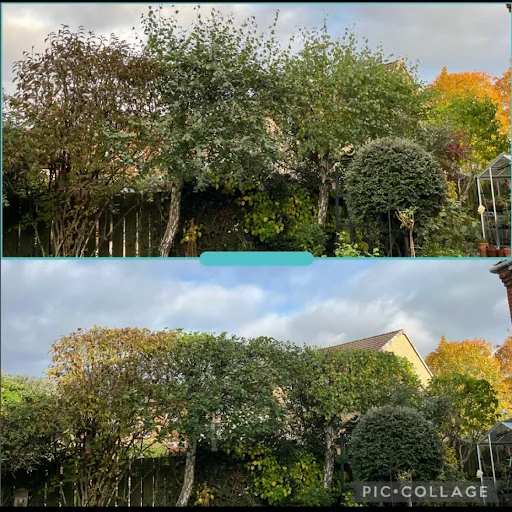 RLJ Tree Services photo 3