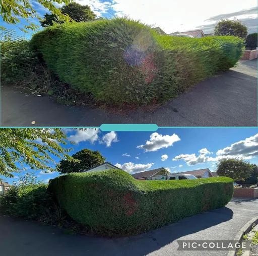 RLJ Tree Services photo 4