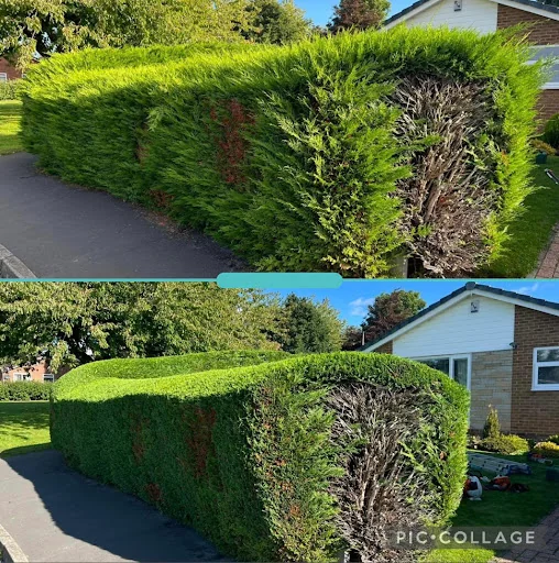 RLJ Tree Services photo 5