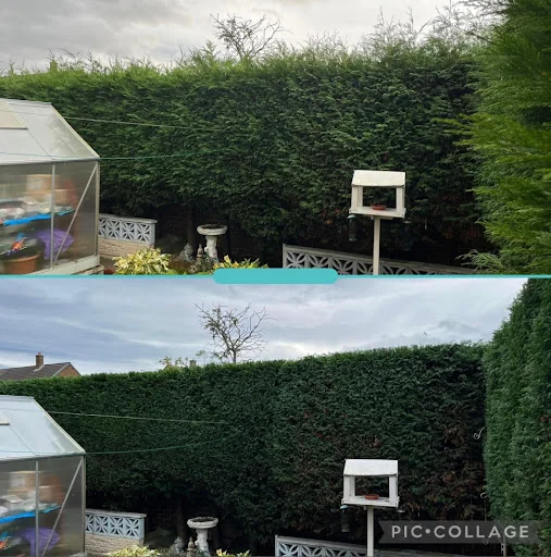 RLJ Tree Services photo 8