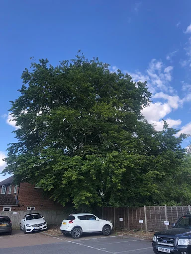 L Smith Tree Surgery photo 1