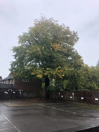 L Smith Tree Surgery photo 2