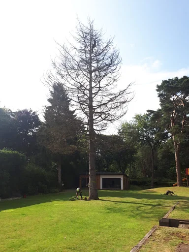 L Smith Tree Surgery photo 4