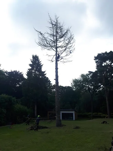 L Smith Tree Surgery photo 5