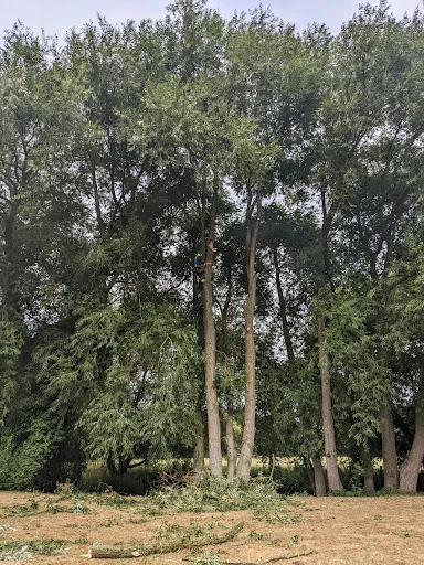 JE Tree Surgeons photo 2