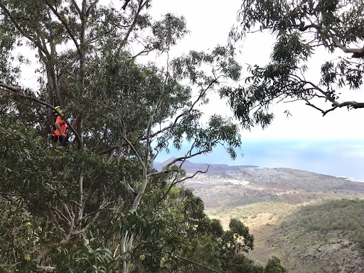 JE Tree Surgeons photo 3