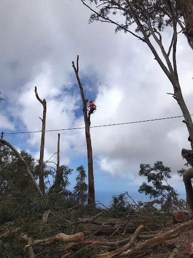 JE Tree Surgeons photo 4