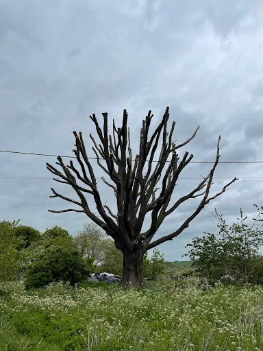 JE Tree Surgeons photo 6